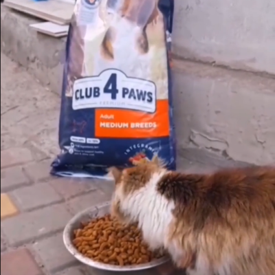 War through the eyes of a cat!