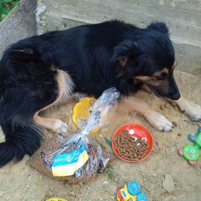 Dog, where's your abs?