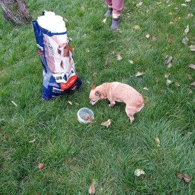 The dogs are doing well. They actively chew their favorite food!