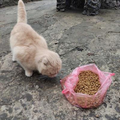 War through the eyes of a cat!